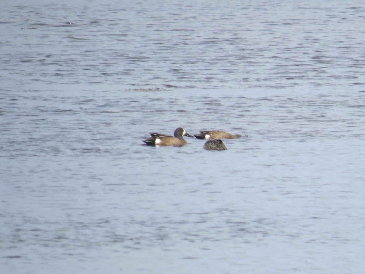 Blue-winged Teal - Ethan Maynard