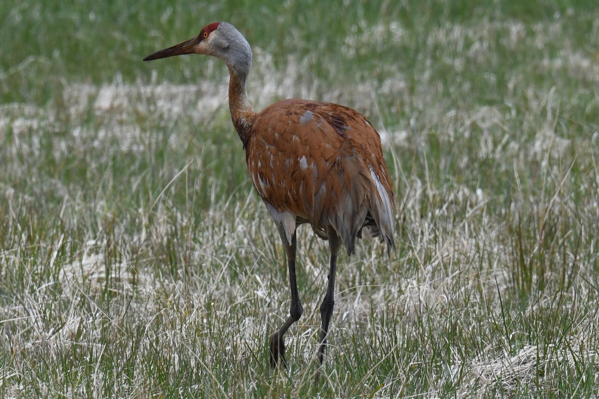 Sandhill Crane - Joseph Sefter