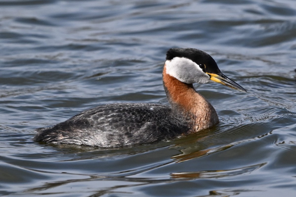 Red-necked Grebe - Martin Kennedy