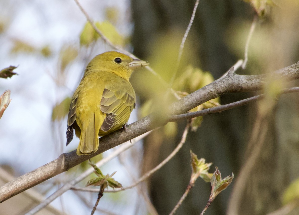 Summer Tanager - Jerry Horak