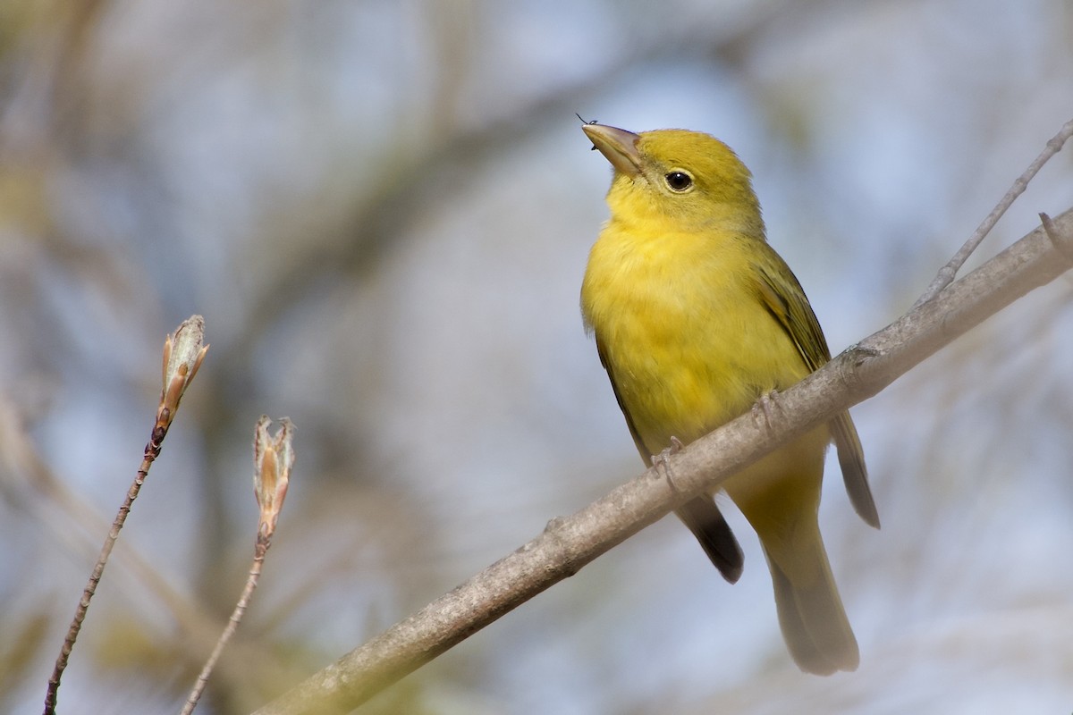 Summer Tanager - Jerry Horak