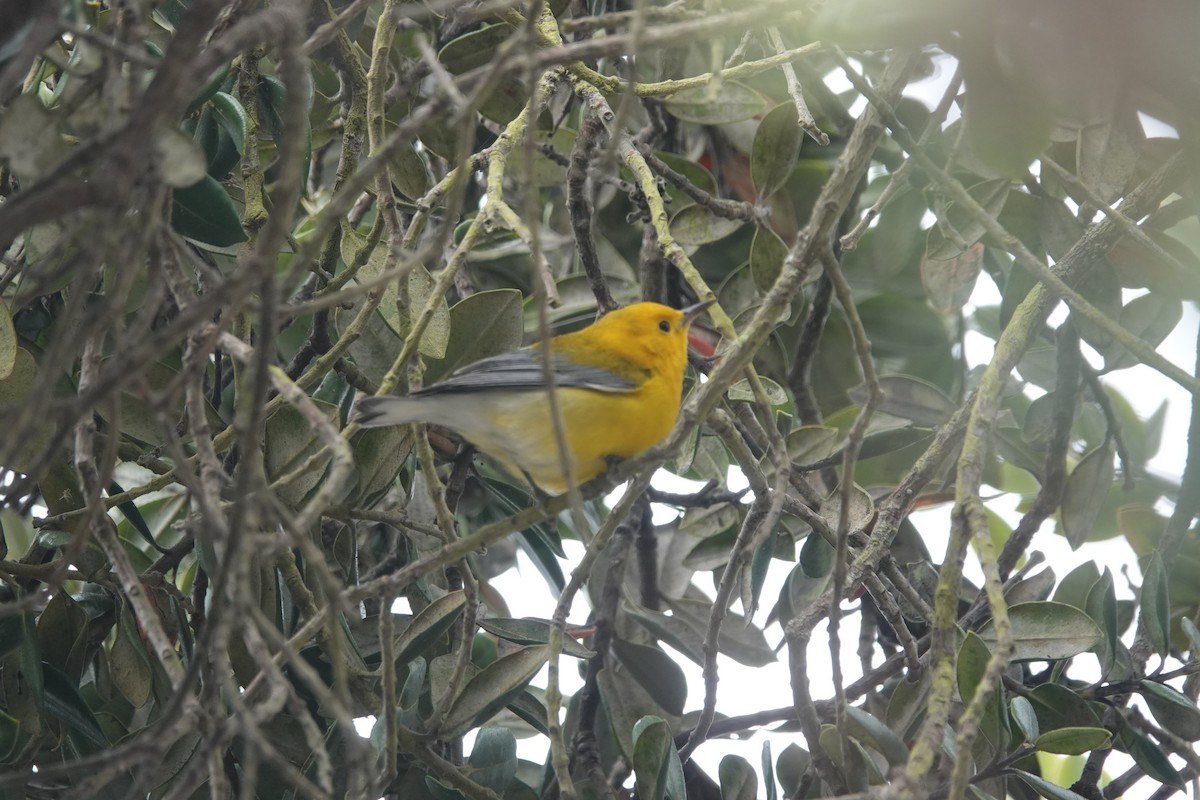 Prothonotary Warbler - Lisa Morehouse