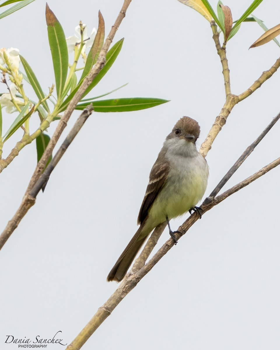 Nutting's Flycatcher - Dania Sanchez