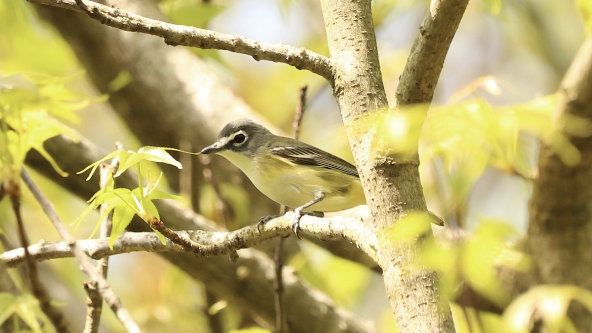 Blue-headed Vireo - Emily Gambone