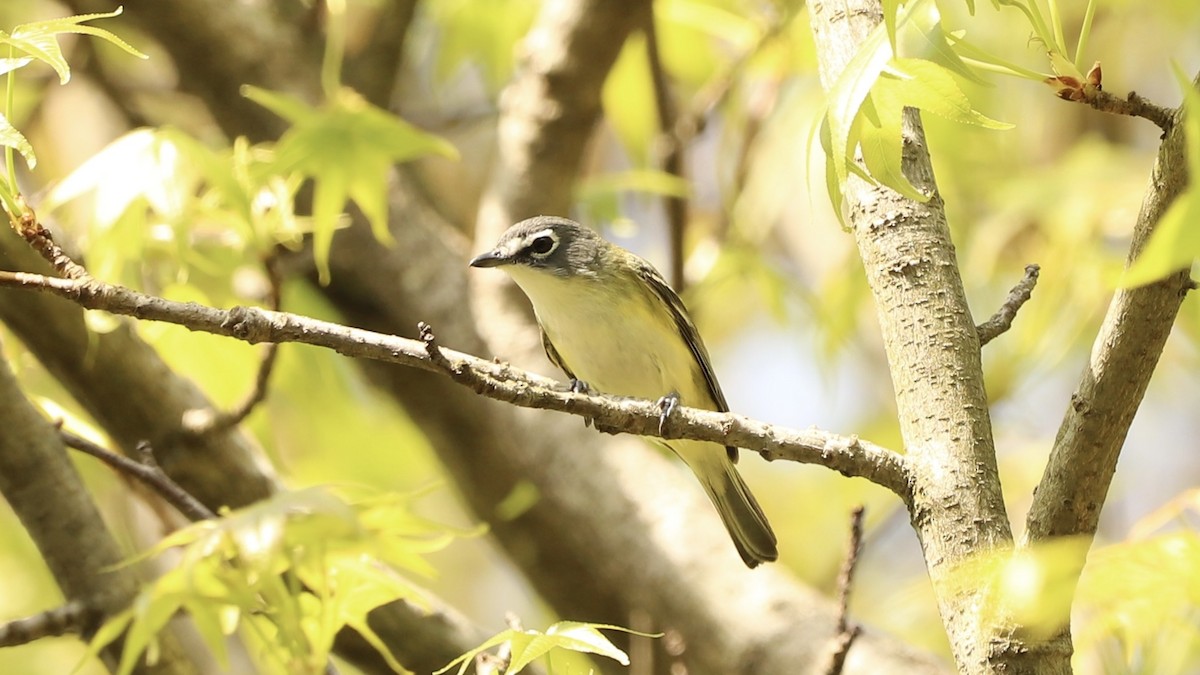 Blue-headed Vireo - Emily Gambone