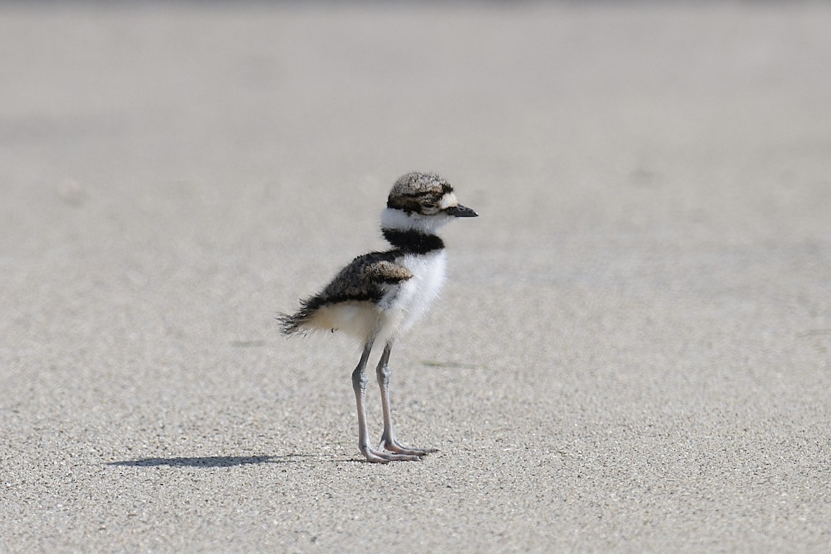 Killdeer - ML618127469