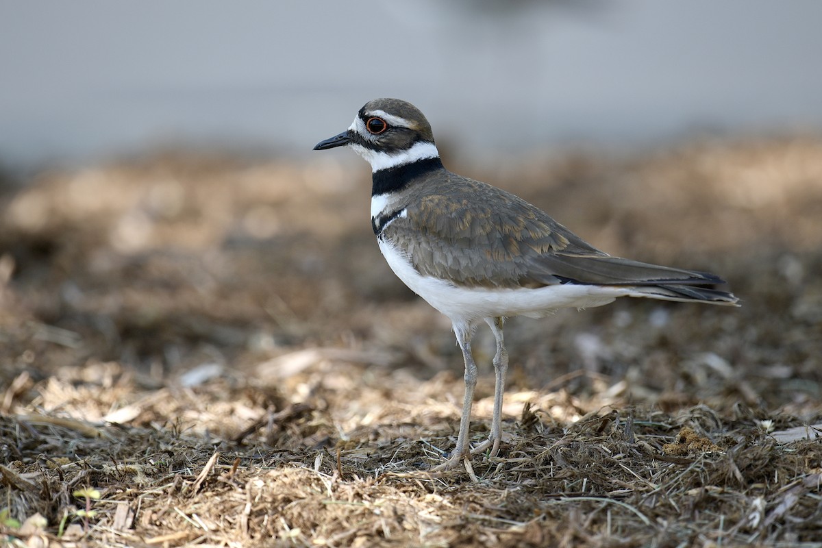 Killdeer - ML618127473