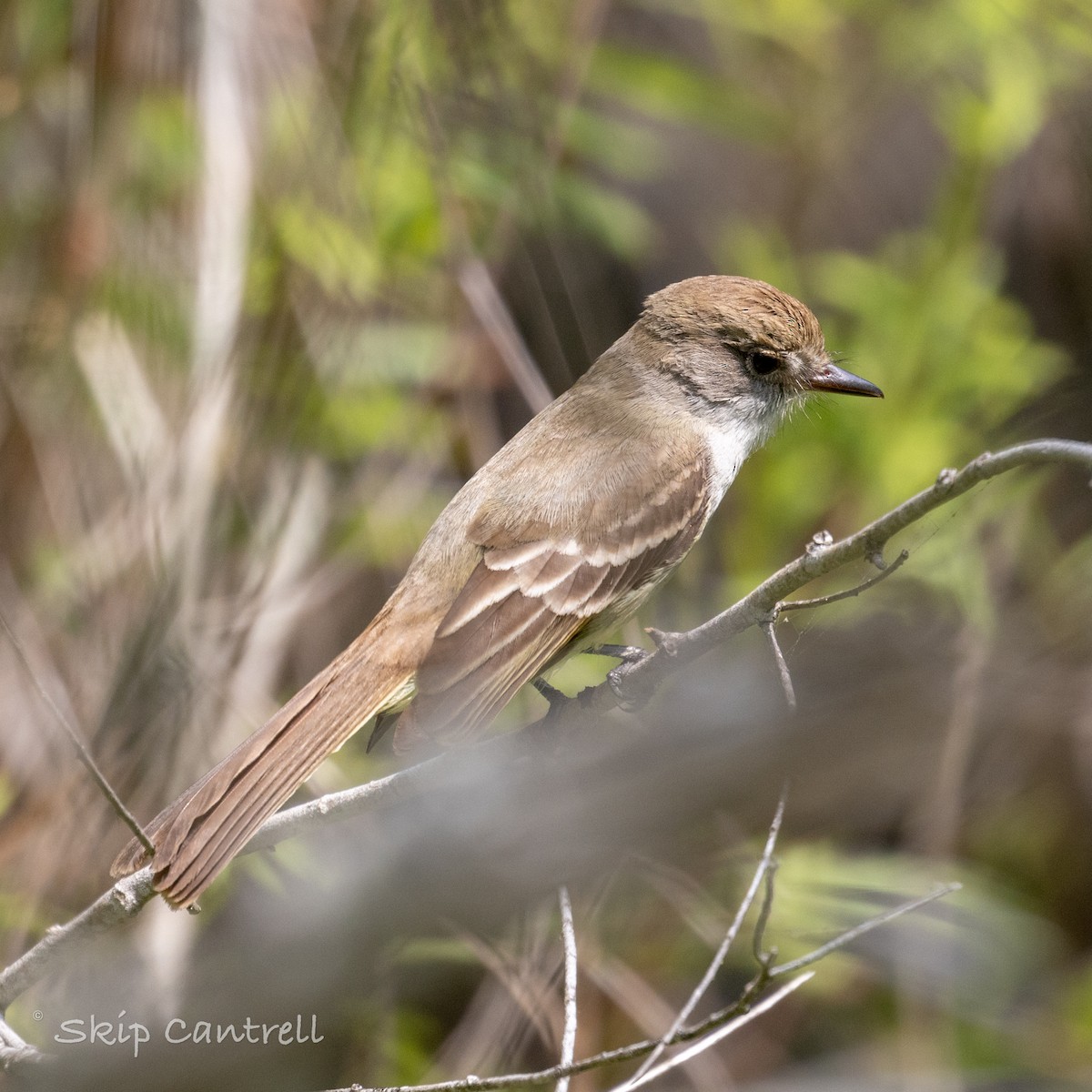 Nutting's Flycatcher - Skip Cantrell