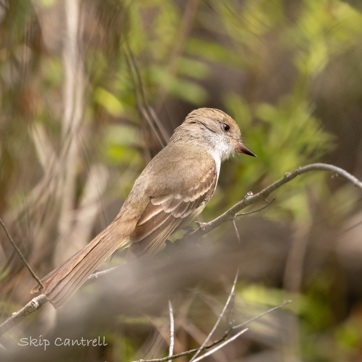 Nutting's Flycatcher - Skip Cantrell