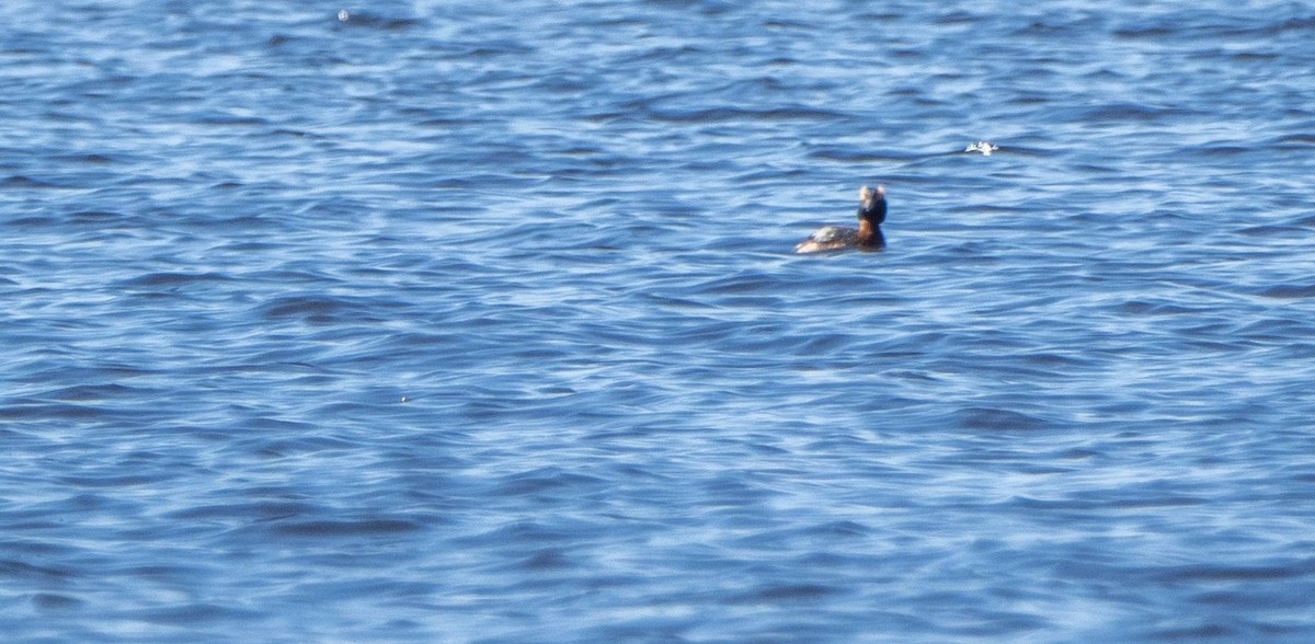 Horned Grebe - Matt M.