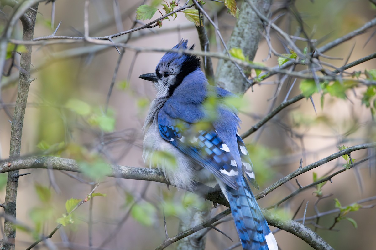 Blue Jay - Patrick Robinson