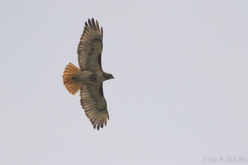 Red-tailed Hawk - Anonymous