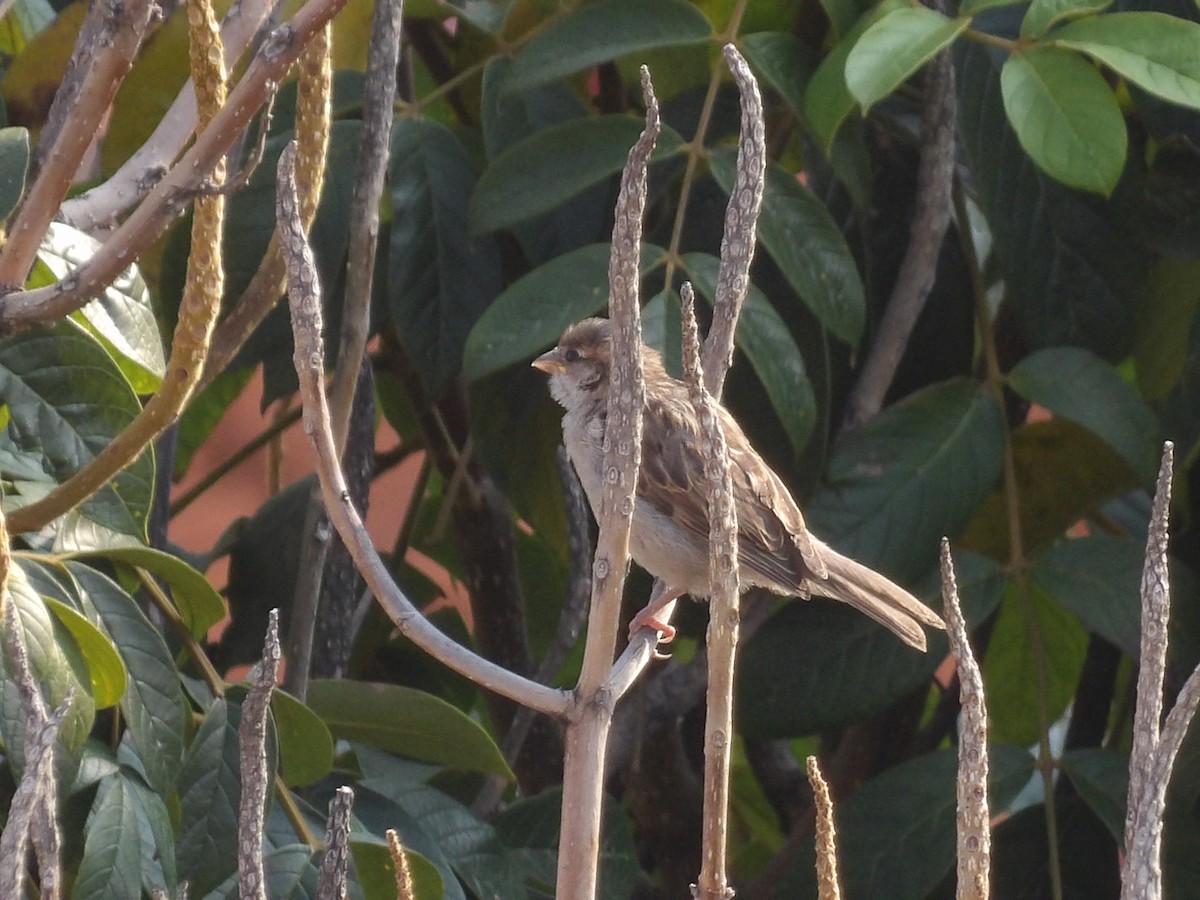 House Sparrow - Marcelo Gutierrez