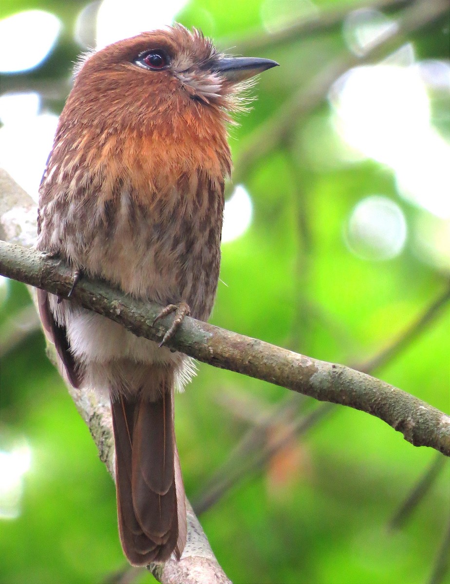 Moustached Puffbird - Anderson León Natera