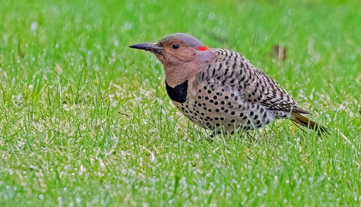 Northern Flicker - Garry  Sadler