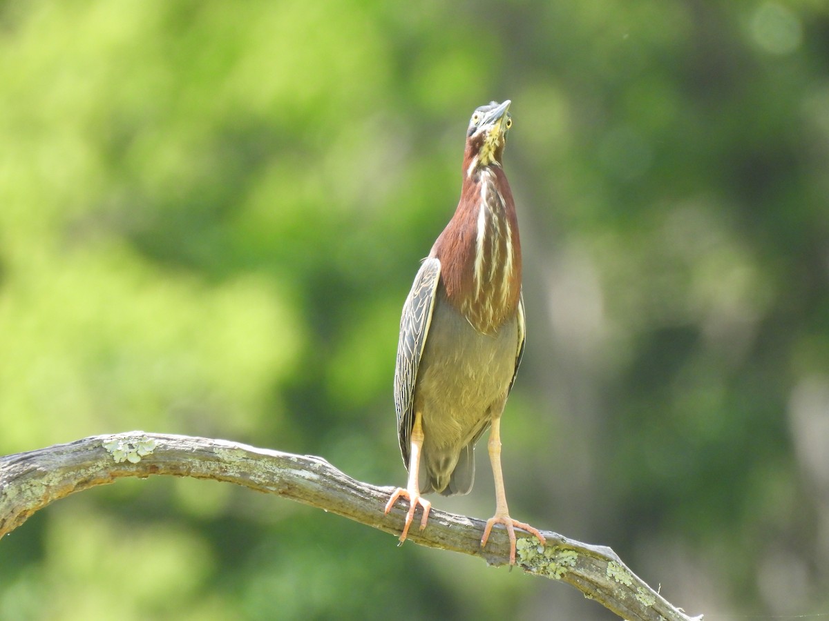 Green Heron - Jeff&Jenn Joffray