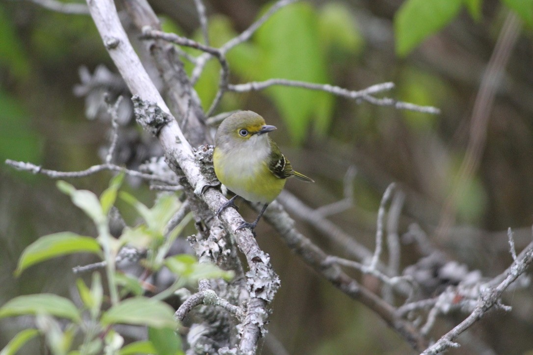 White-eyed Vireo - Allen Burke