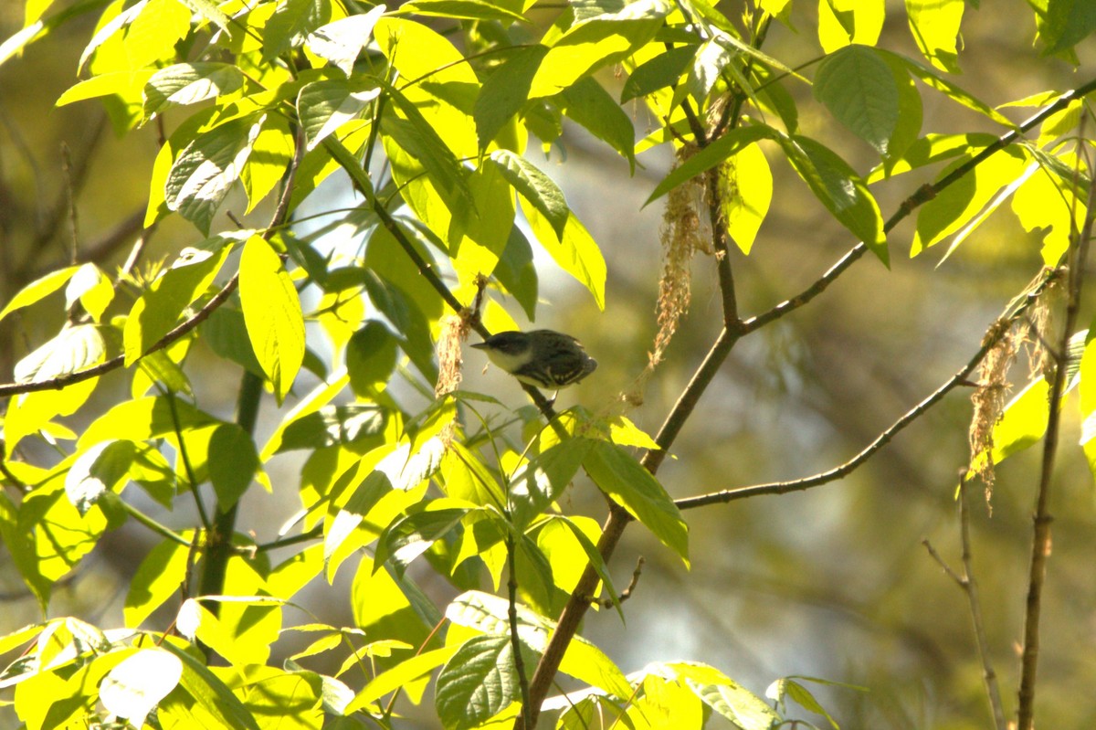 Cerulean Warbler - ML618127591