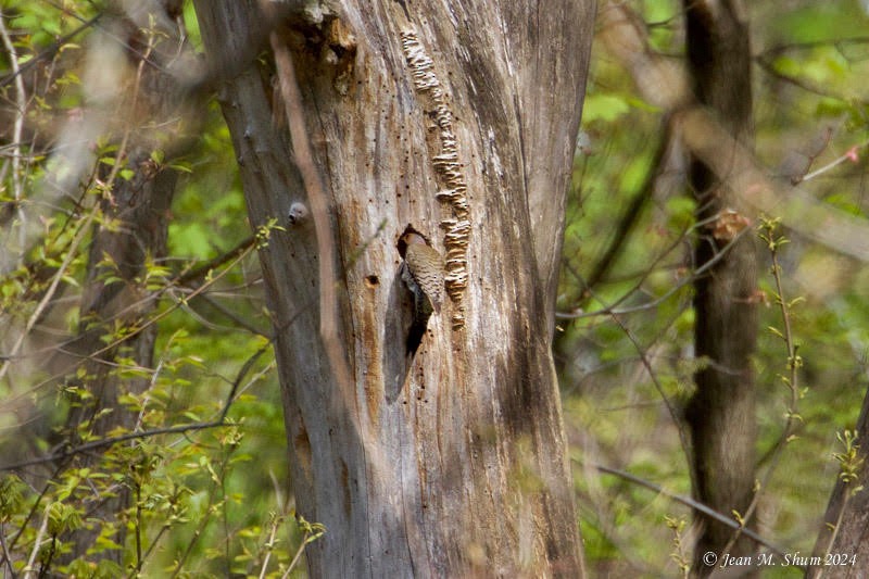 Northern Flicker - Anonymous