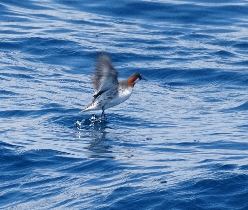 Red-necked Phalarope - Diego Ramírez