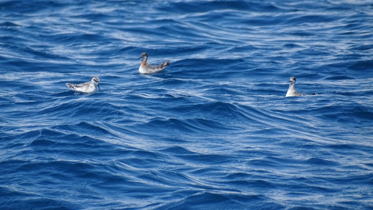 Red-necked Phalarope - Diego Ramírez