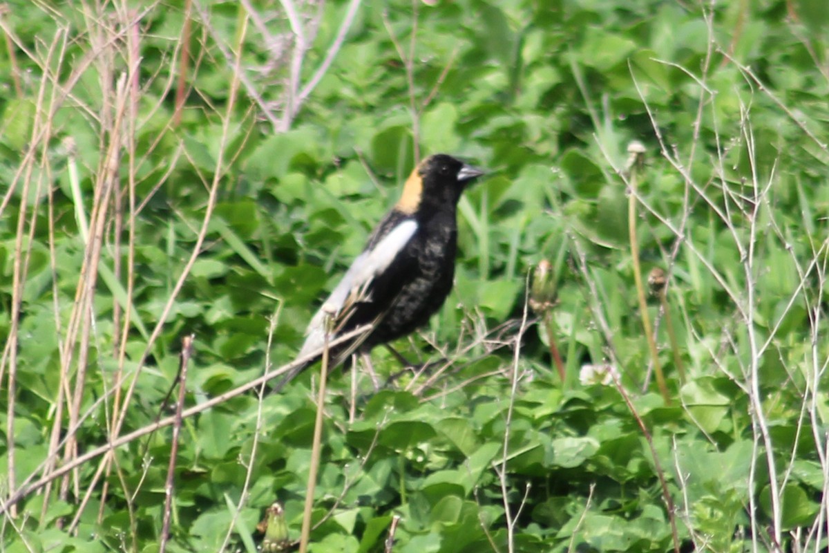 Bobolink - ML618127626