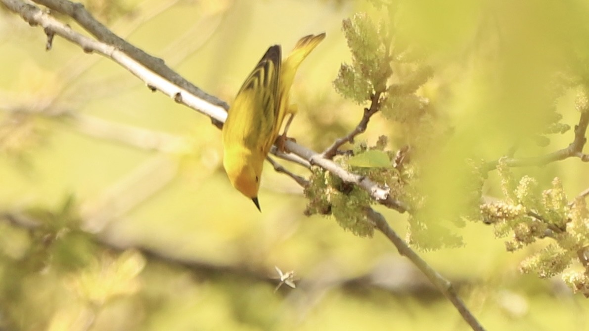 Yellow Warbler - Emily Gambone