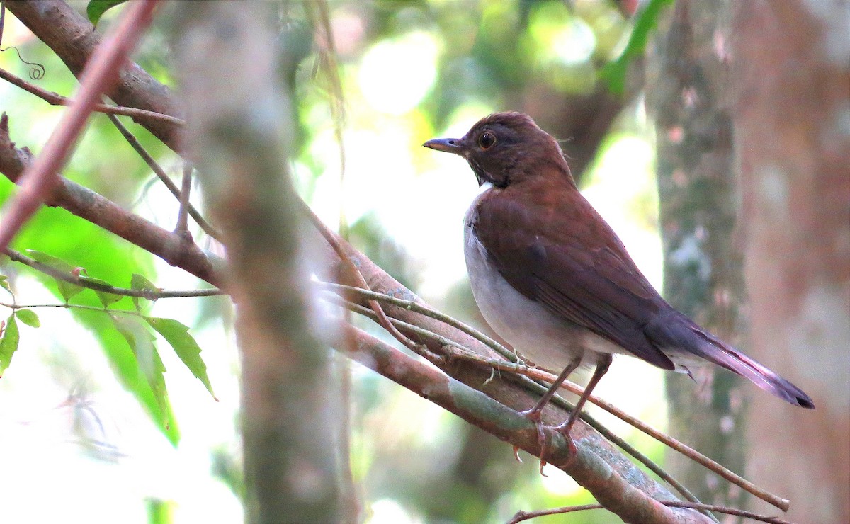 White-necked Thrush - Anderson León Natera