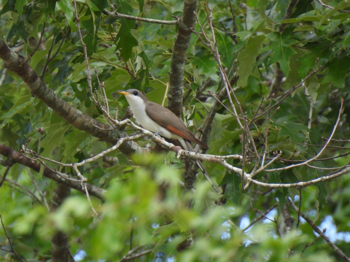 Yellow-billed Cuckoo - Jeff&Jenn Joffray