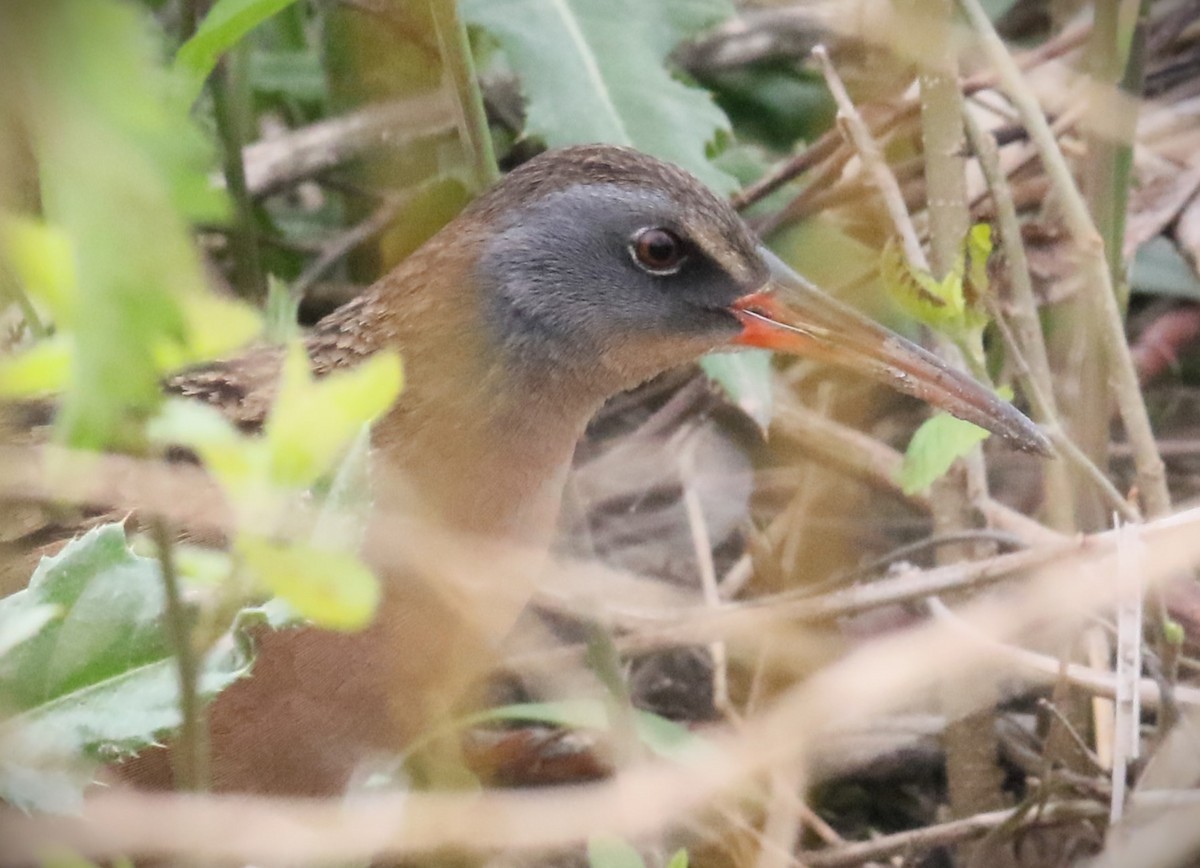 Virginia Rail - James Kerner