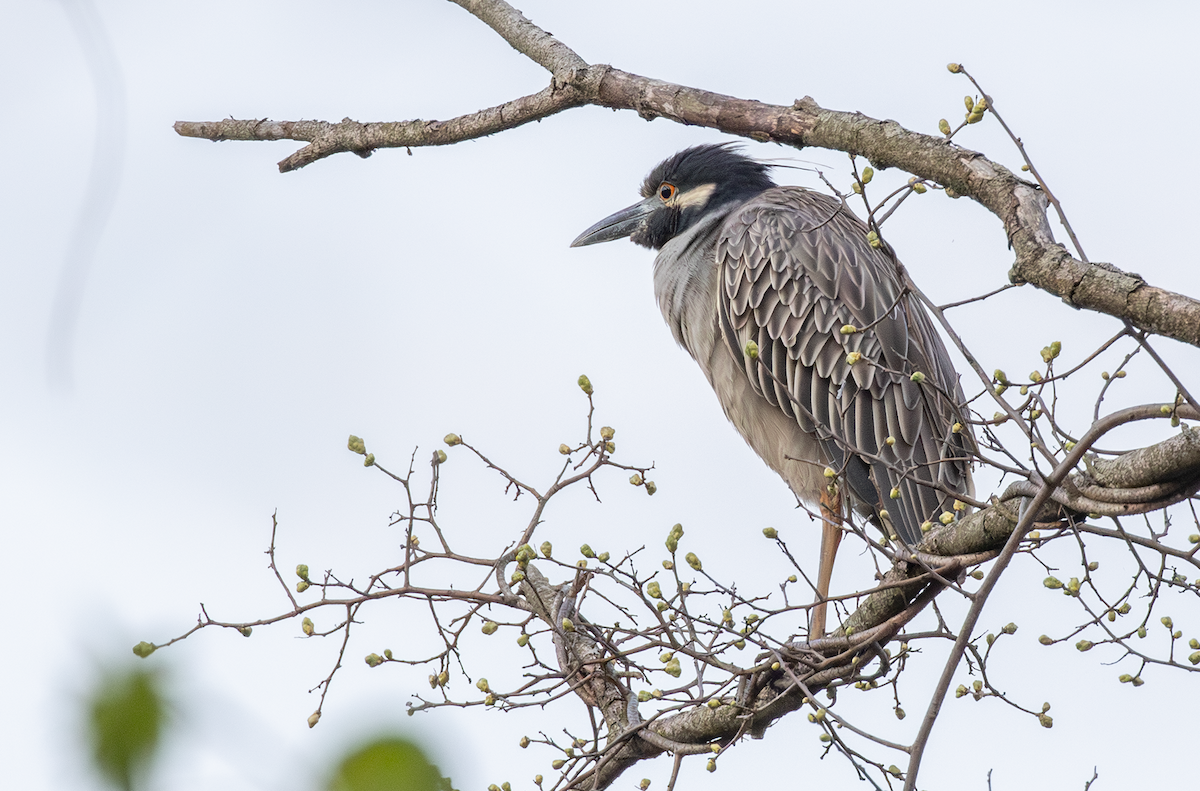 Yellow-crowned Night Heron - ML618127689