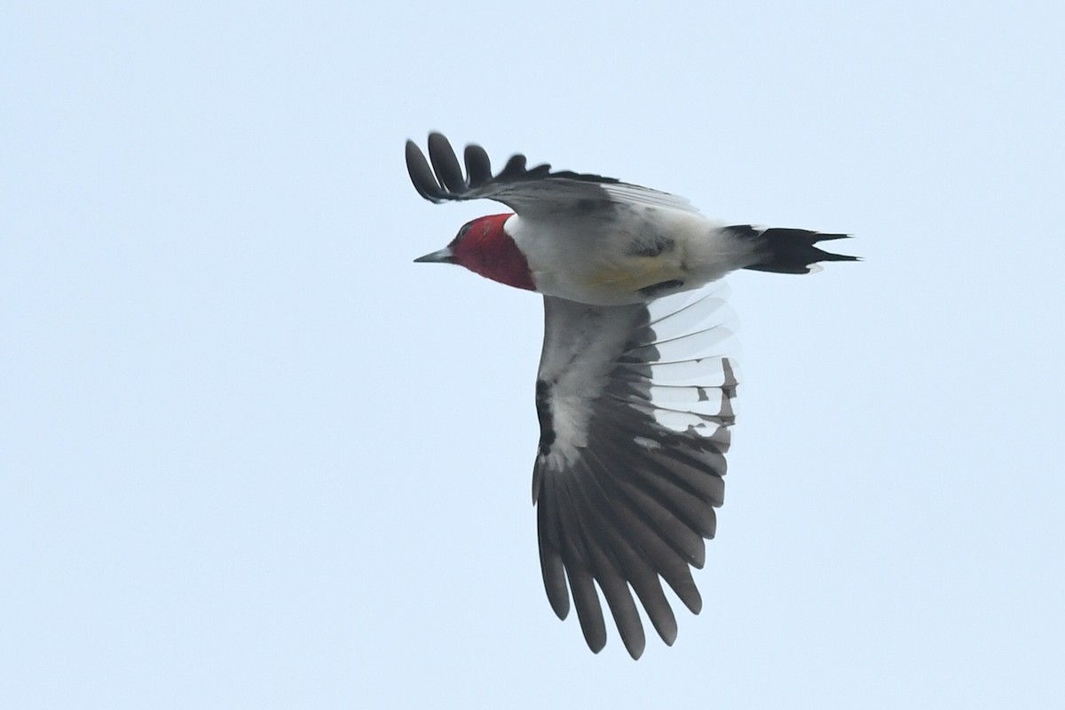 Red-headed Woodpecker - Kiah R. Jasper