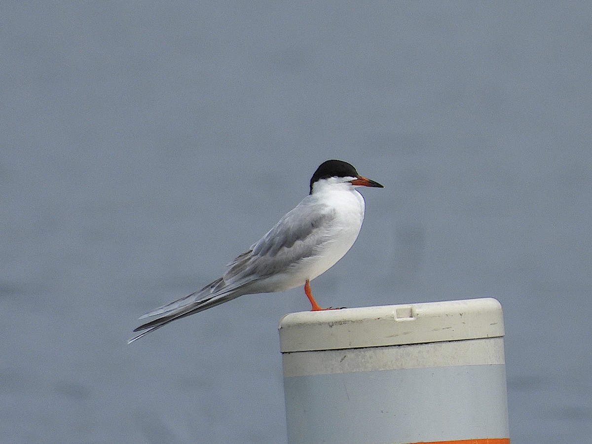 Forster's Tern - Don Henise