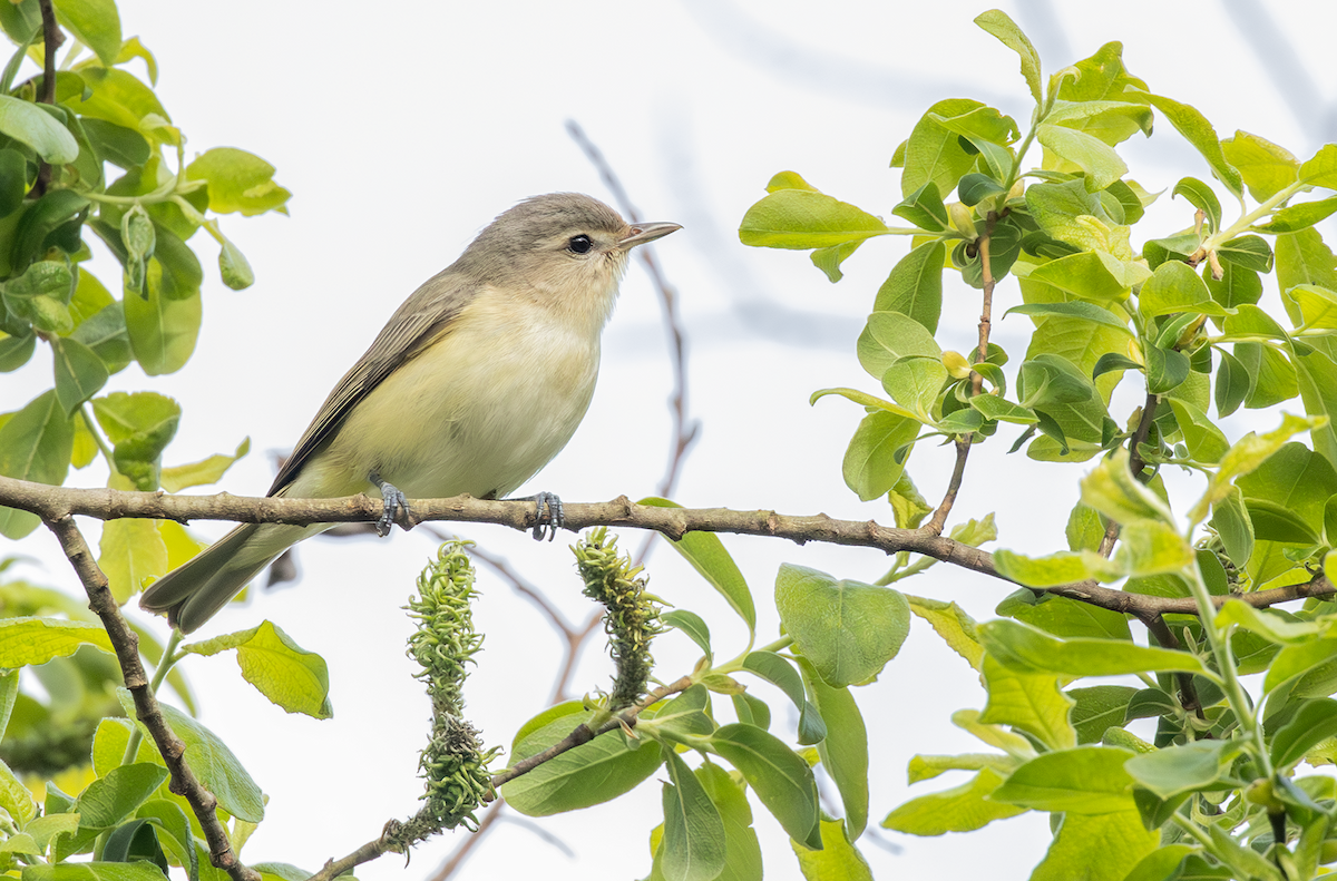 Warbling Vireo - Ernst Mutchnick