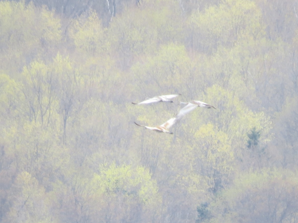 Sandhill Crane - ML618127721