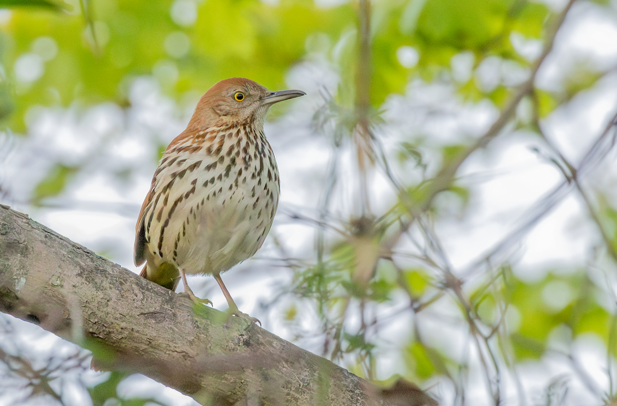 Brown Thrasher - Ernst Mutchnick