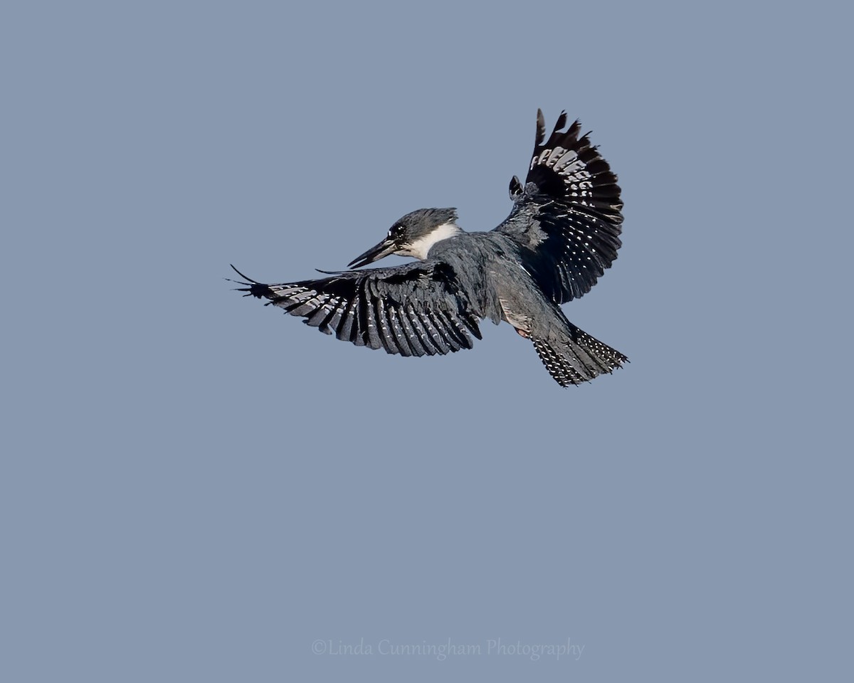 Belted Kingfisher - Linda Cunningham