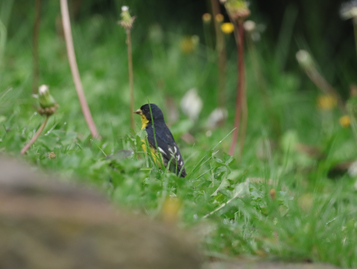 Lesser Goldfinch - Edmundo Cataño