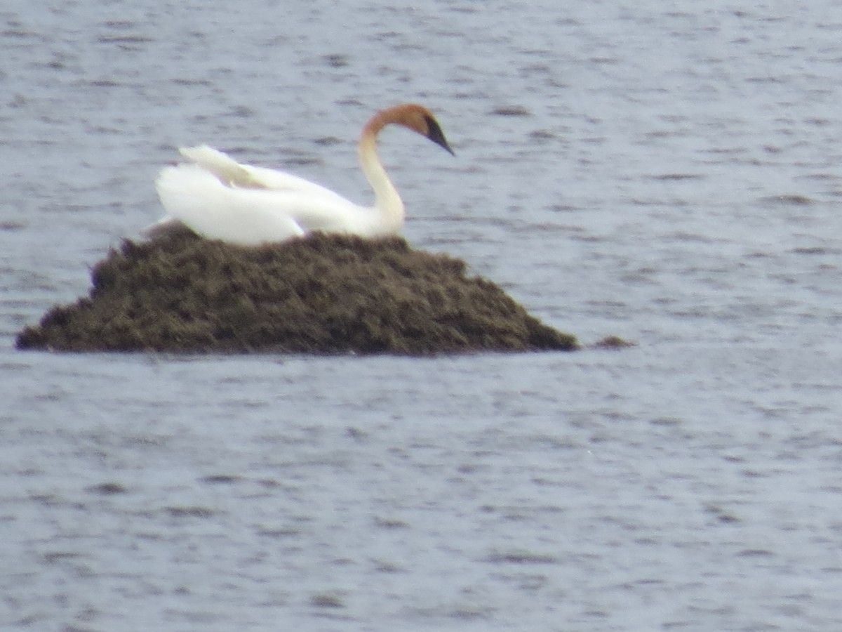 Trumpeter Swan - Ethan Maynard