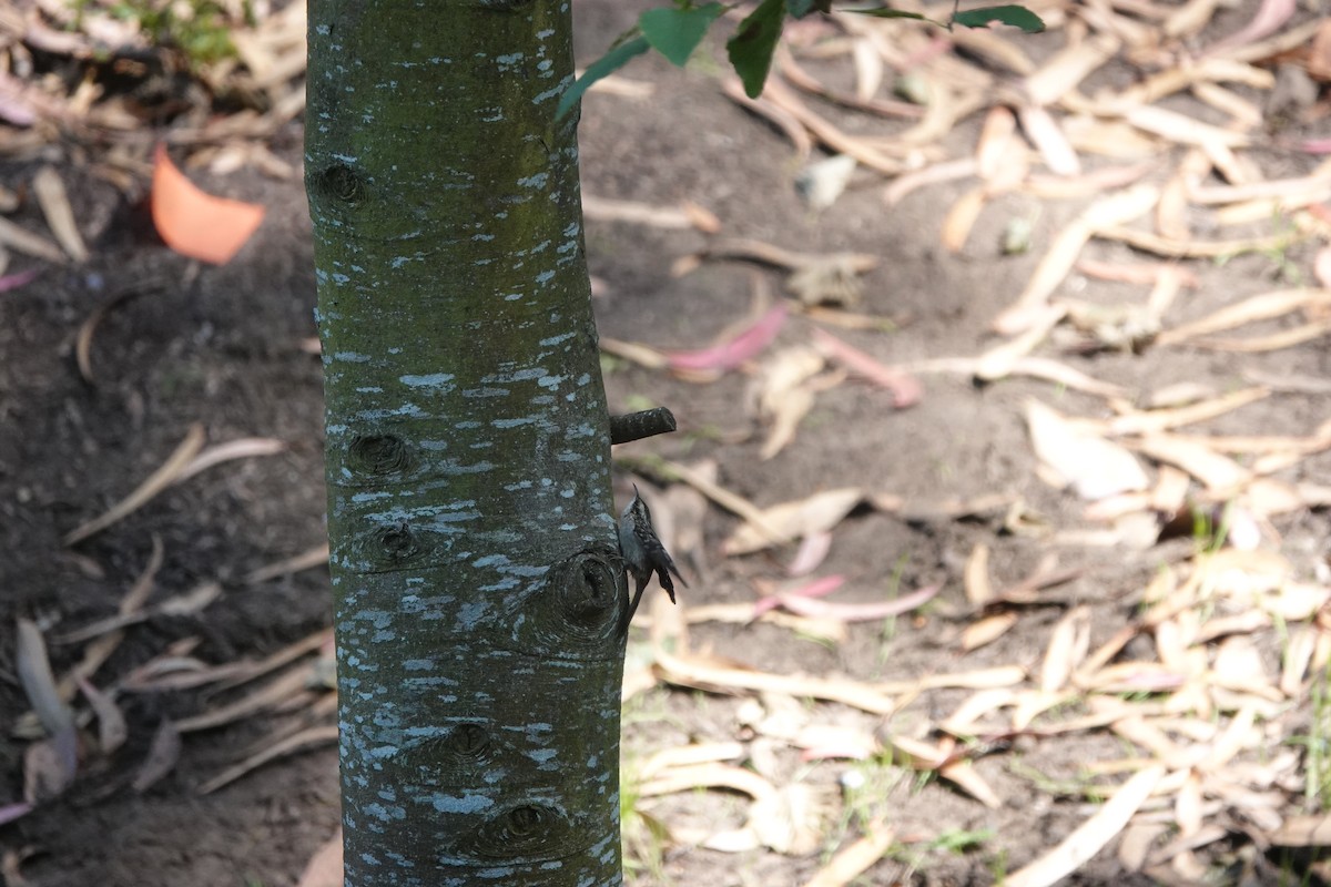 Brown Creeper - Lisa Morehouse