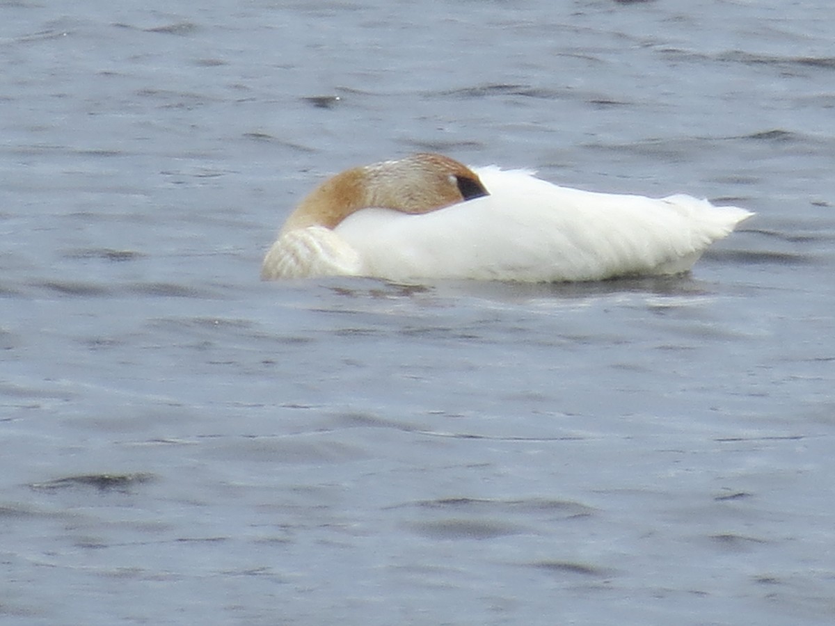 Trumpeter Swan - ML618127761