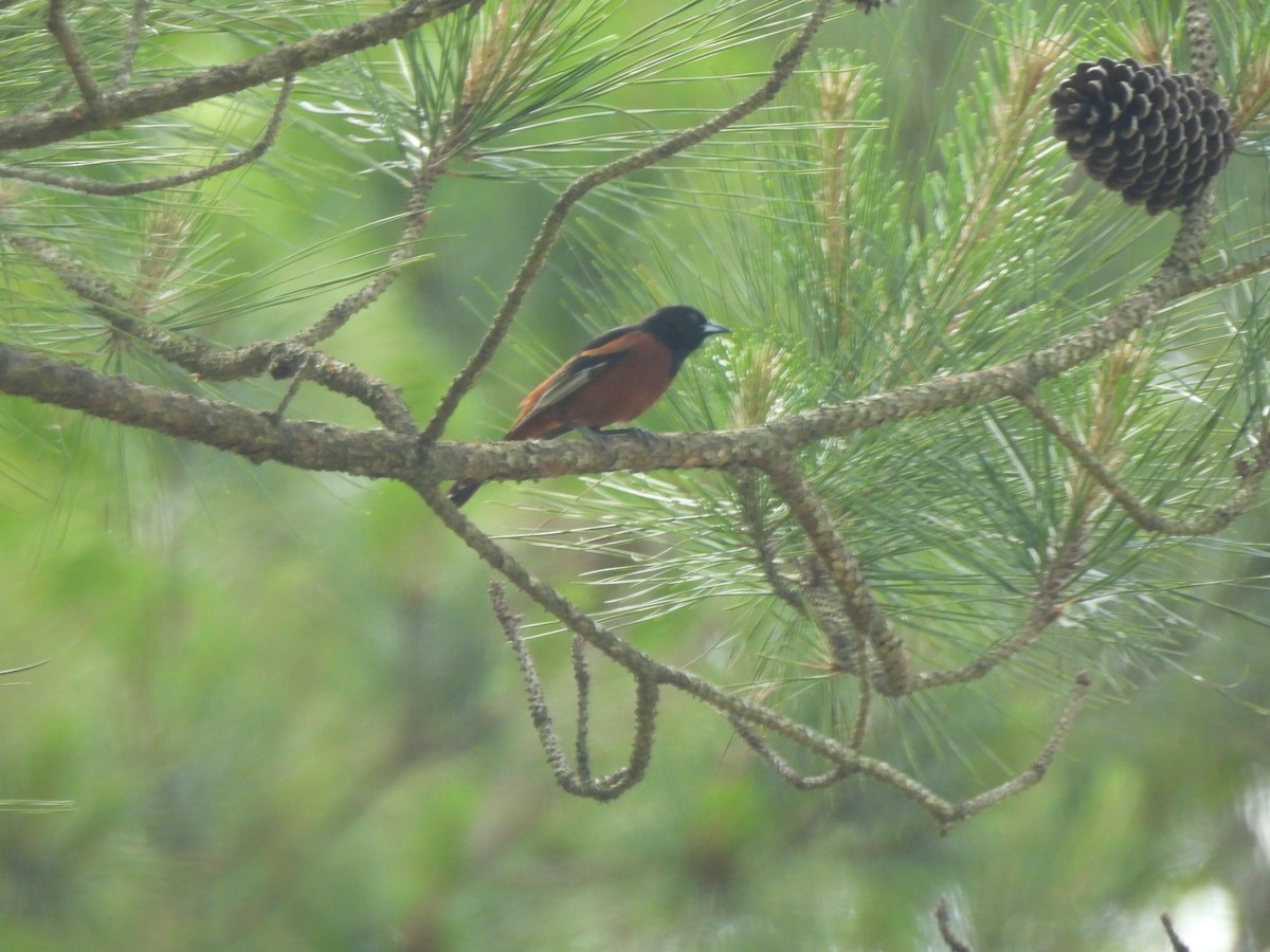 Orchard Oriole - Jeff&Jenn Joffray