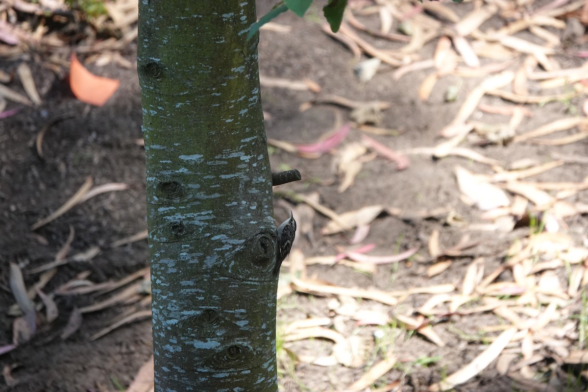 Brown Creeper - Lisa Morehouse