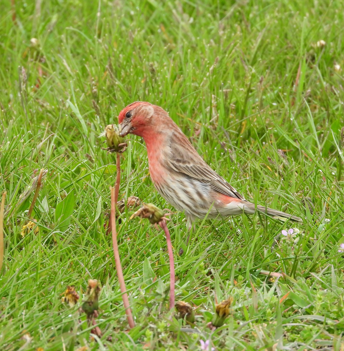 House Finch - Amy Lyyski