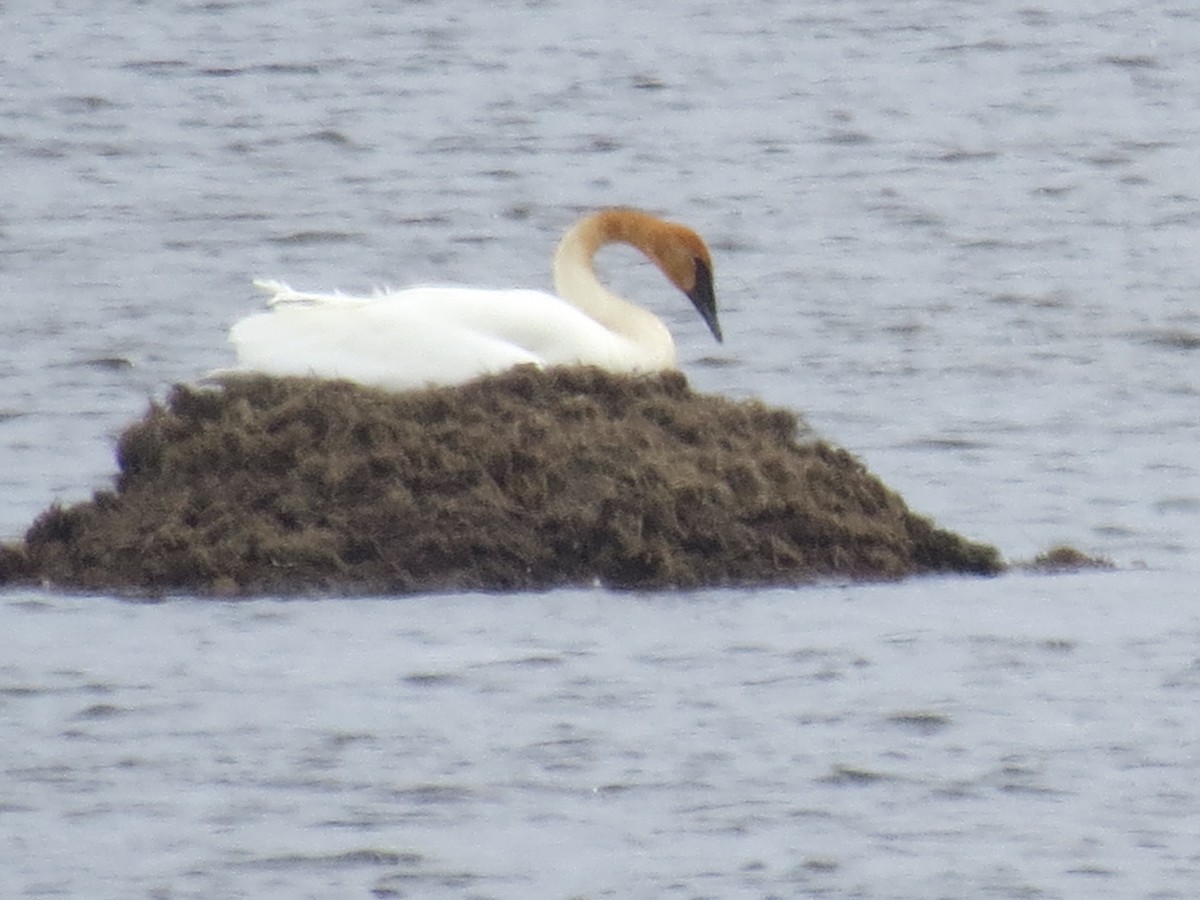 Trumpeter Swan - ML618127803