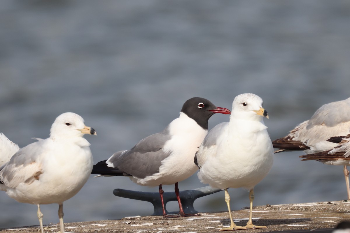 Laughing Gull - Katherine Bell