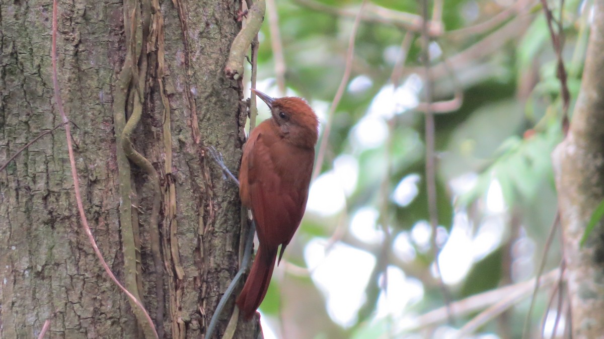 Plain-brown Woodcreeper - Anderson León Natera