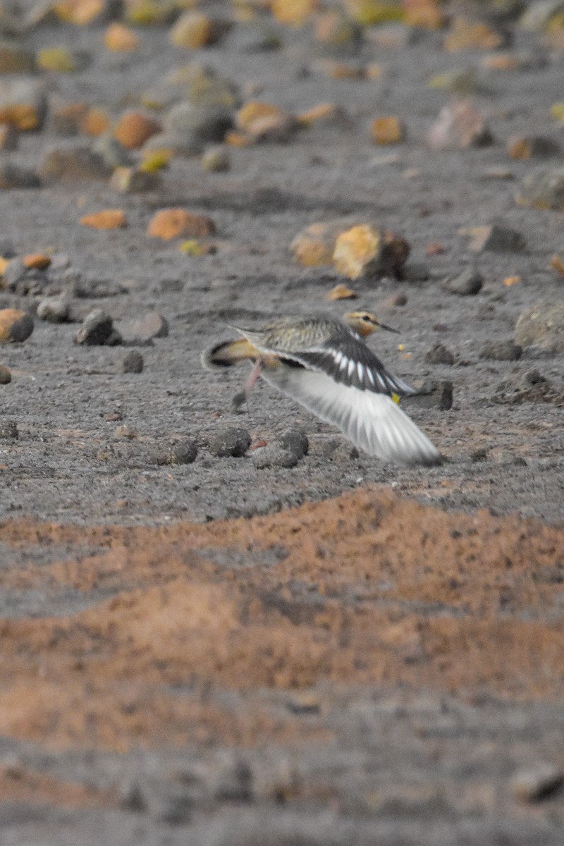 Tawny-throated Dotterel - ML618127845