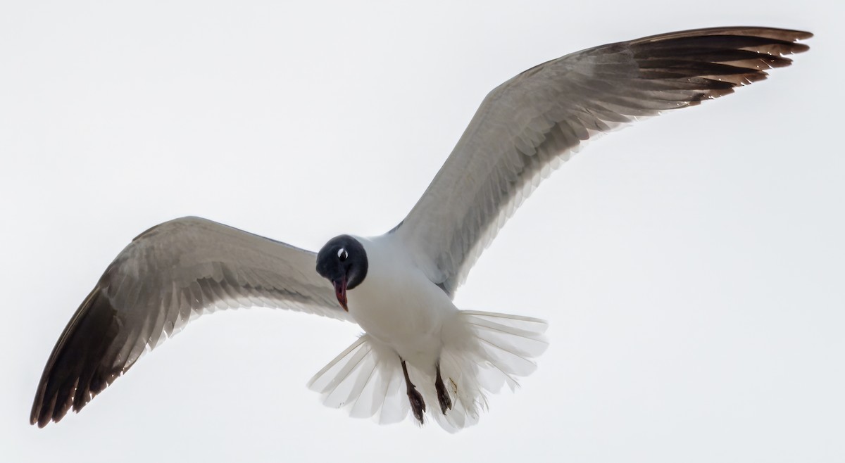 Laughing Gull - Scott Young