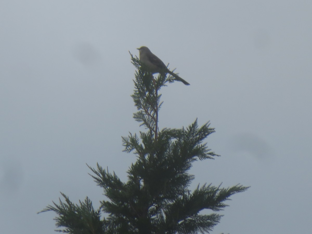 Northern Mockingbird - William Kuk